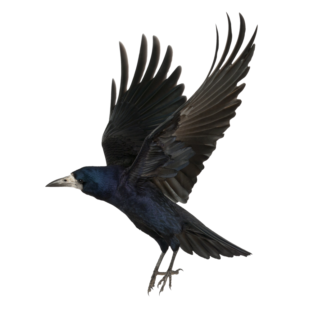crow